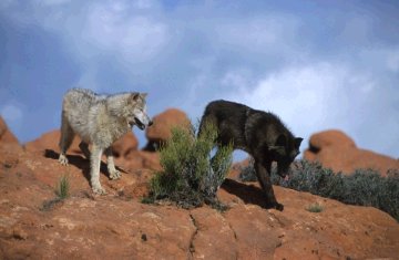 timber_wolves.jpg